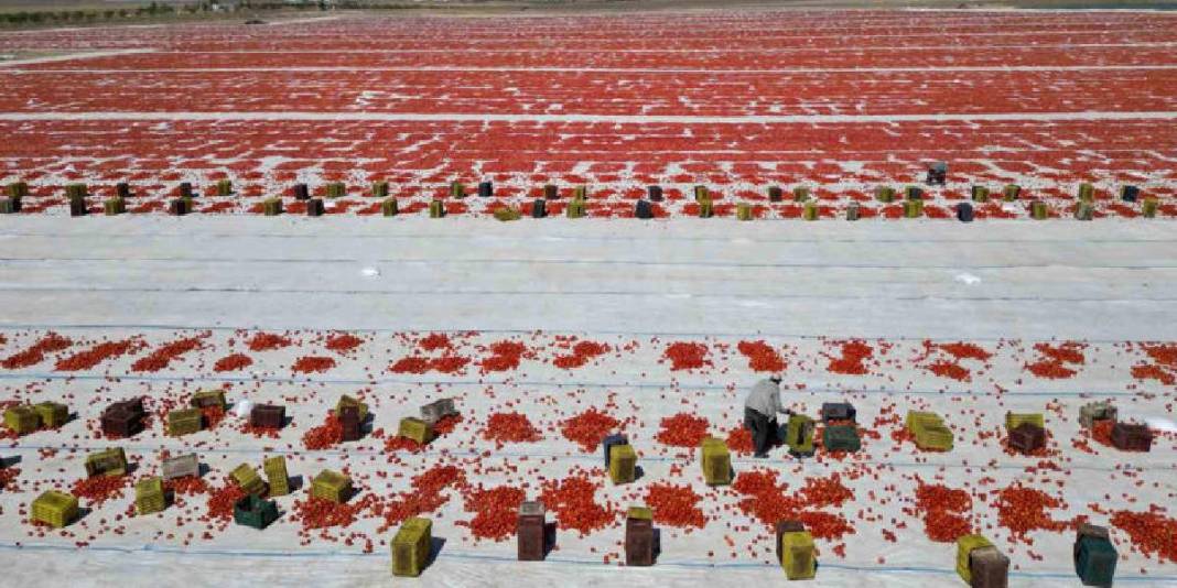 Emekle yetiştirildi, güneşte kurutuldu! Rusya, Amerika ve tüm Avrupa… Herkesin sofrasını şenlendiriyor 2